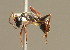  ( - BC ZSM HYM 00332)  @13 [ ] CreativeCommons - Attribution Non-Commercial Share-Alike (2010) Unspecified SNSB, Zoologische Staatssammlung Muenchen