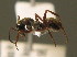  ( - BC ZSM HYM 00337)  @11 [ ] CreativeCommons - Attribution Non-Commercial Share-Alike (2010) Unspecified SNSB, Zoologische Staatssammlung Muenchen