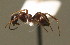  ( - BC ZSM HYM 00367)  @11 [ ] CreativeCommons - Attribution Non-Commercial Share-Alike (2010) Unspecified SNSB, Zoologische Staatssammlung Muenchen