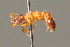  ( - BC ZSM HYM 00618)  @11 [ ] CreativeCommons - Attribution Non-Commercial Share-Alike (2010) Unspecified SNSB, Zoologische Staatssammlung Muenchen