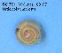  ( - BC ZSM Mollusca_ 00097)  @11 [ ] CreativeCommons - Attribution Non-Commercial Share-Alike (2010) Stefan Schmidt SNSB, Zoologische Staatssammlung Muenchen