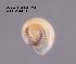 ( - BC ZSM Mollusca_ 00184)  @12 [ ] CreativeCommons - Attribution Non-Commercial Share-Alike (2010) Stefan Schmidt SNSB, Zoologische Staatssammlung Muenchen