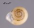  ( - BC ZSM Mollusca_ 00185)  @12 [ ] CreativeCommons - Attribution Non-Commercial Share-Alike (2010) Stefan Schmidt SNSB, Zoologische Staatssammlung Muenchen