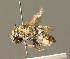  ( - BC ZSM HYM 00448)  @13 [ ] CreativeCommons - Attribution Non-Commercial Share-Alike (2010) Unspecified SNSB, Zoologische Staatssammlung Muenchen