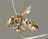  ( - BC ZSM HYM 00449)  @13 [ ] CreativeCommons - Attribution Non-Commercial Share-Alike (2010) Unspecified SNSB, Zoologische Staatssammlung Muenchen