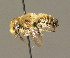  ( - BC ZSM HYM 00450)  @13 [ ] CreativeCommons - Attribution Non-Commercial Share-Alike (2010) Unspecified SNSB, Zoologische Staatssammlung Muenchen