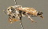 (Coelioxys mandibularis - BC ZSM HYM 00464)  @14 [ ] CreativeCommons - Attribution Non-Commercial Share-Alike (2010) Unspecified SNSB, Zoologische Staatssammlung Muenchen