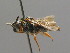  ( - BC ZSM HYM 00495)  @11 [ ] CreativeCommons - Attribution Non-Commercial Share-Alike (2010) Unspecified SNSB, Zoologische Staatssammlung Muenchen