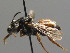  (Osirini - BC ZSM HYM 00497)  @15 [ ] CreativeCommons - Attribution Non-Commercial Share-Alike (2010) Unspecified SNSB, Zoologische Staatssammlung Muenchen