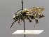  ( - BC ZSM HYM 00498)  @11 [ ] CreativeCommons - Attribution Non-Commercial Share-Alike (2010) Unspecified SNSB, Zoologische Staatssammlung Muenchen
