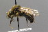  ( - BC ZSM HYM 00499)  @11 [ ] CreativeCommons - Attribution Non-Commercial Share-Alike (2010) Unspecified SNSB, Zoologische Staatssammlung Muenchen