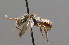  ( - BC ZSM HYM 00503)  @11 [ ] CreativeCommons - Attribution Non-Commercial Share-Alike (2010) Unspecified SNSB, Zoologische Staatssammlung Muenchen