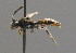  ( - BC ZSM HYM 00505)  @11 [ ] CreativeCommons - Attribution Non-Commercial Share-Alike (2010) Unspecified SNSB, Zoologische Staatssammlung Muenchen