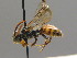  ( - BC ZSM HYM 00506)  @11 [ ] CreativeCommons - Attribution Non-Commercial Share-Alike (2010) Unspecified SNSB, Zoologische Staatssammlung Muenchen