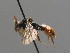  ( - BC ZSM HYM 00507)  @13 [ ] CreativeCommons - Attribution Non-Commercial Share-Alike (2010) Unspecified SNSB, Zoologische Staatssammlung Muenchen