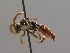  ( - BC ZSM HYM 00508)  @13 [ ] CreativeCommons - Attribution Non-Commercial Share-Alike (2010) Unspecified SNSB, Zoologische Staatssammlung Muenchen