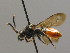  (Nomada fabriciana - BC ZSM HYM 00510)  @14 [ ] CreativeCommons - Attribution Non-Commercial Share-Alike (2010) Unspecified SNSB, Zoologische Staatssammlung Muenchen