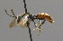  ( - BC ZSM HYM 00511)  @12 [ ] CreativeCommons - Attribution Non-Commercial Share-Alike (2010) Unspecified SNSB, Zoologische Staatssammlung Muenchen