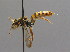  ( - BC ZSM HYM 00516)  @11 [ ] CreativeCommons - Attribution Non-Commercial Share-Alike (2010) Unspecified SNSB, Zoologische Staatssammlung Muenchen