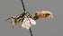  ( - BC ZSM HYM 00518)  @13 [ ] CreativeCommons - Attribution Non-Commercial Share-Alike (2010) Unspecified SNSB, Zoologische Staatssammlung Muenchen