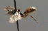  ( - BC ZSM HYM 00519)  @11 [ ] CreativeCommons - Attribution Non-Commercial Share-Alike (2010) Unspecified SNSB, Zoologische Staatssammlung Muenchen