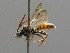  ( - BC ZSM HYM 00521)  @13 [ ] CreativeCommons - Attribution Non-Commercial Share-Alike (2010) Unspecified SNSB, Zoologische Staatssammlung Muenchen