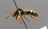  (Nomada fulvicornis - BC ZSM HYM 00528)  @15 [ ] CreativeCommons - Attribution Non-Commercial Share-Alike (2010) Unspecified SNSB, Zoologische Staatssammlung Muenchen