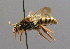  (Nomada lathburiana - BC ZSM HYM 00531)  @15 [ ] CreativeCommons - Attribution Non-Commercial Share-Alike (2010) Unspecified SNSB, Zoologische Staatssammlung Muenchen