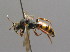  ( - BC ZSM HYM 00534)  @11 [ ] CreativeCommons - Attribution Non-Commercial Share-Alike (2010) Unspecified SNSB, Zoologische Staatssammlung Muenchen