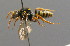  ( - BC ZSM HYM 00536)  @14 [ ] CreativeCommons - Attribution Non-Commercial Share-Alike (2010) Unspecified SNSB, Zoologische Staatssammlung Muenchen