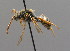  ( - BC ZSM HYM 00537)  @14 [ ] CreativeCommons - Attribution Non-Commercial Share-Alike (2010) Unspecified SNSB, Zoologische Staatssammlung Muenchen