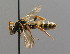  ( - BC ZSM HYM 00538)  @15 [ ] CreativeCommons - Attribution Non-Commercial Share-Alike (2010) Unspecified SNSB, Zoologische Staatssammlung Muenchen