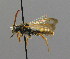  ( - BC ZSM HYM 00539)  @13 [ ] CreativeCommons - Attribution Non-Commercial Share-Alike (2010) Unspecified SNSB, Zoologische Staatssammlung Muenchen