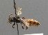  (Nomada spec - BC ZSM HYM 00542)  @11 [ ] CreativeCommons - Attribution Non-Commercial Share-Alike (2010) Unspecified SNSB, Zoologische Staatssammlung Muenchen