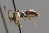  ( - BC ZSM HYM 00546)  @13 [ ] CreativeCommons - Attribution Non-Commercial Share-Alike (2010) Unspecified SNSB, Zoologische Staatssammlung Muenchen