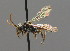  ( - BC ZSM HYM 00547)  @13 [ ] CreativeCommons - Attribution Non-Commercial Share-Alike (2010) Unspecified SNSB, Zoologische Staatssammlung Muenchen