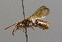  (Nomada ruficornis - BC ZSM HYM 00548)  @15 [ ] CreativeCommons - Attribution Non-Commercial Share-Alike (2010) Unspecified SNSB, Zoologische Staatssammlung Muenchen