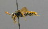  ( - BC ZSM HYM 00552)  @13 [ ] CreativeCommons - Attribution Non-Commercial Share-Alike (2010) Unspecified SNSB, Zoologische Staatssammlung Muenchen