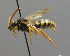  ( - BC ZSM HYM 00554)  @12 [ ] CreativeCommons - Attribution Non-Commercial Share-Alike (2010) Unspecified SNSB, Zoologische Staatssammlung Muenchen