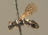  ( - BC ZSM HYM 00689)  @13 [ ] CreativeCommons - Attribution Non-Commercial Share-Alike (2010) Unspecified SNSB, Zoologische Staatssammlung Muenchen