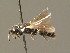  ( - BC ZSM HYM 00730)  @11 [ ] CreativeCommons - Attribution Non-Commercial Share-Alike (2010) Unspecified SNSB, Zoologische Staatssammlung Muenchen