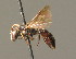  ( - BC ZSM HYM 00752)  @11 [ ] CreativeCommons - Attribution Non-Commercial Share-Alike (2010) Unspecified SNSB, Zoologische Staatssammlung Muenchen
