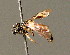  ( - BC ZSM HYM 00893)  @12 [ ] CreativeCommons - Attribution Non-Commercial Share-Alike (2010) Unspecified SNSB, Zoologische Staatssammlung Muenchen