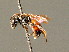  ( - BC ZSM HYM 00894)  @12 [ ] CreativeCommons - Attribution Non-Commercial Share-Alike (2010) Unspecified SNSB, Zoologische Staatssammlung Muenchen