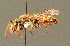  ( - BC ZSM HYM 00925)  @11 [ ] CreativeCommons - Attribution Non-Commercial Share-Alike (2010) Unspecified SNSB, Zoologische Staatssammlung Muenchen