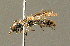  ( - BC ZSM HYM 00942)  @11 [ ] CreativeCommons - Attribution Non-Commercial Share-Alike (2010) Unspecified SNSB, Zoologische Staatssammlung Muenchen