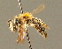  ( - BC ZSM HYM 00943)  @14 [ ] CreativeCommons - Attribution Non-Commercial Share-Alike (2010) Unspecified SNSB, Zoologische Staatssammlung Muenchen