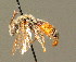  ( - BC ZSM HYM 00949)  @11 [ ] CreativeCommons - Attribution Non-Commercial Share-Alike (2010) Unspecified SNSB, Zoologische Staatssammlung Muenchen