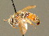  ( - BC ZSM HYM 00950)  @11 [ ] CreativeCommons - Attribution Non-Commercial Share-Alike (2010) Unspecified SNSB, Zoologische Staatssammlung Muenchen