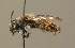  ( - BC ZSM HYM 00001)  @14 [ ] CreativeCommons - Attribution Non-Commercial Share-Alike (2010) Unspecified SNSB, Zoologische Staatssammlung Muenchen